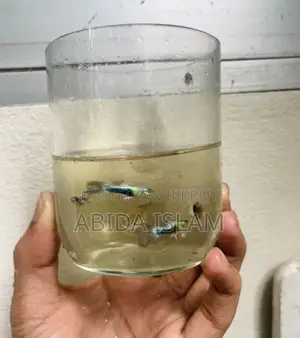 Neon Blue Guppy