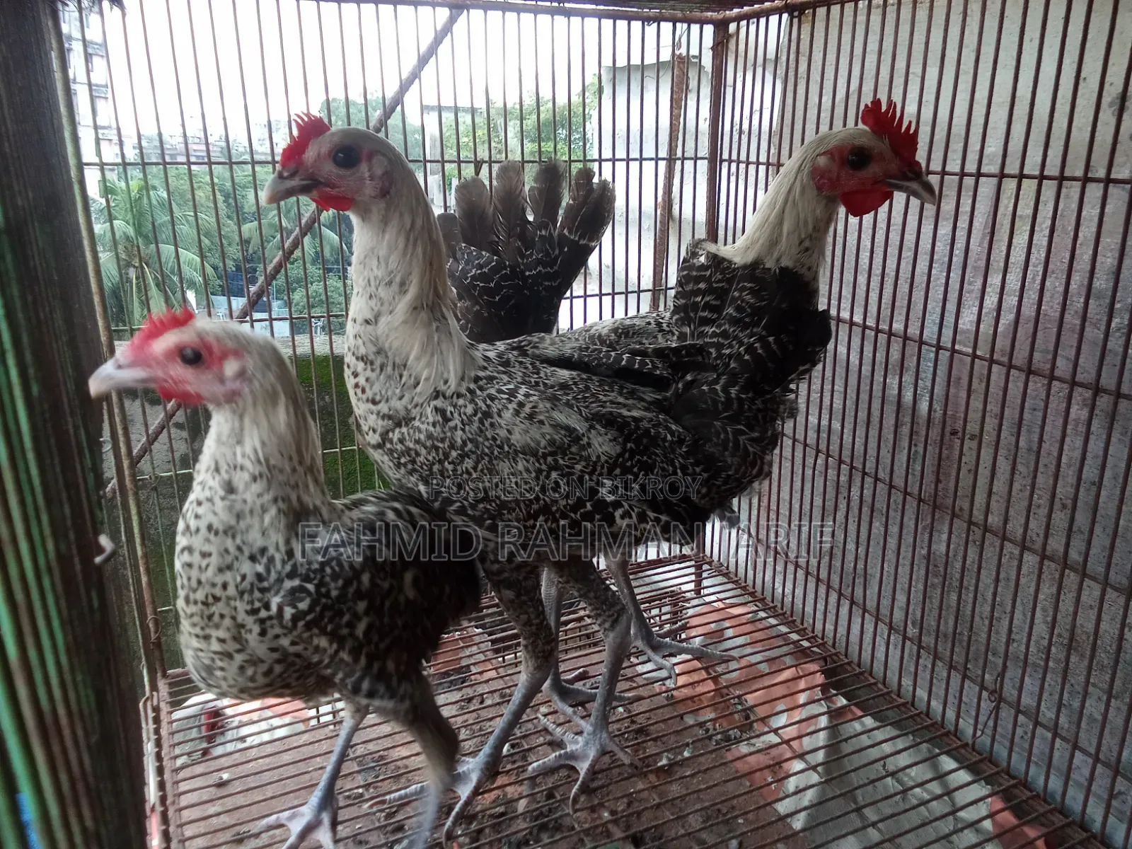 ফাউমি মুরগি