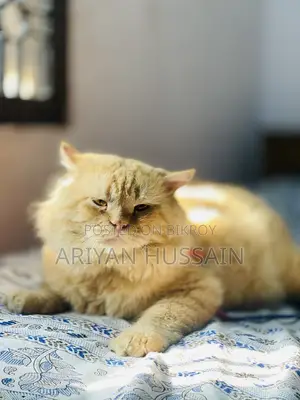 1+ Year Male Purebred Persian