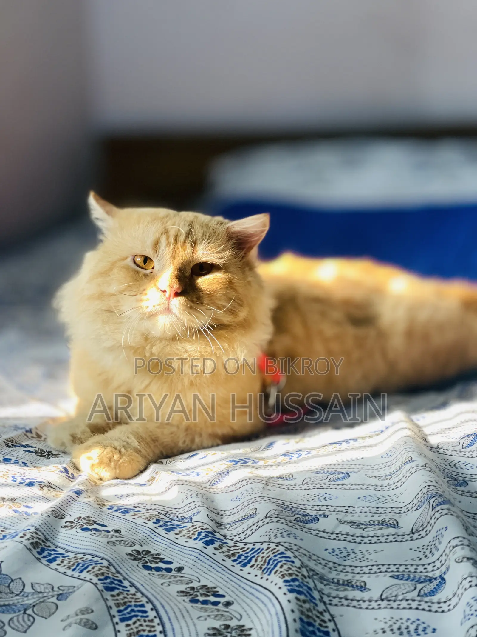 1+ Year Male Purebred Persian