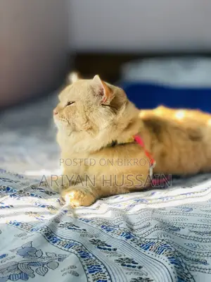 1+ Year Male Purebred Persian