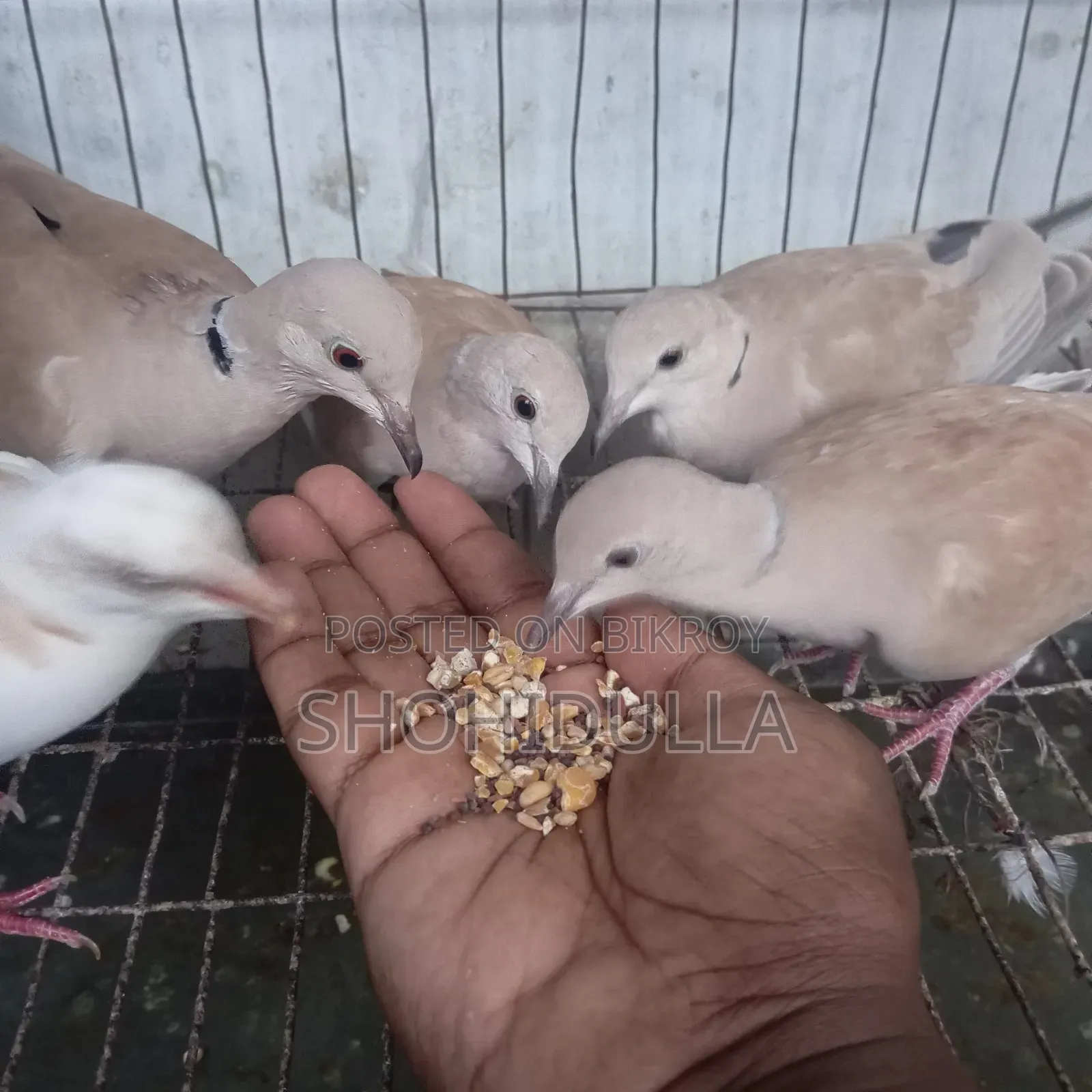 Dove bird. Australian dove/Foreign dove