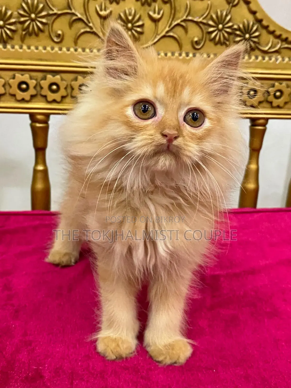 1-3 Months Female Purebred Persian Kitten