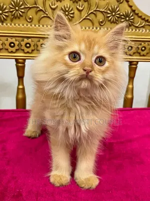 1-3 Months Female Purebred Persian Kitten