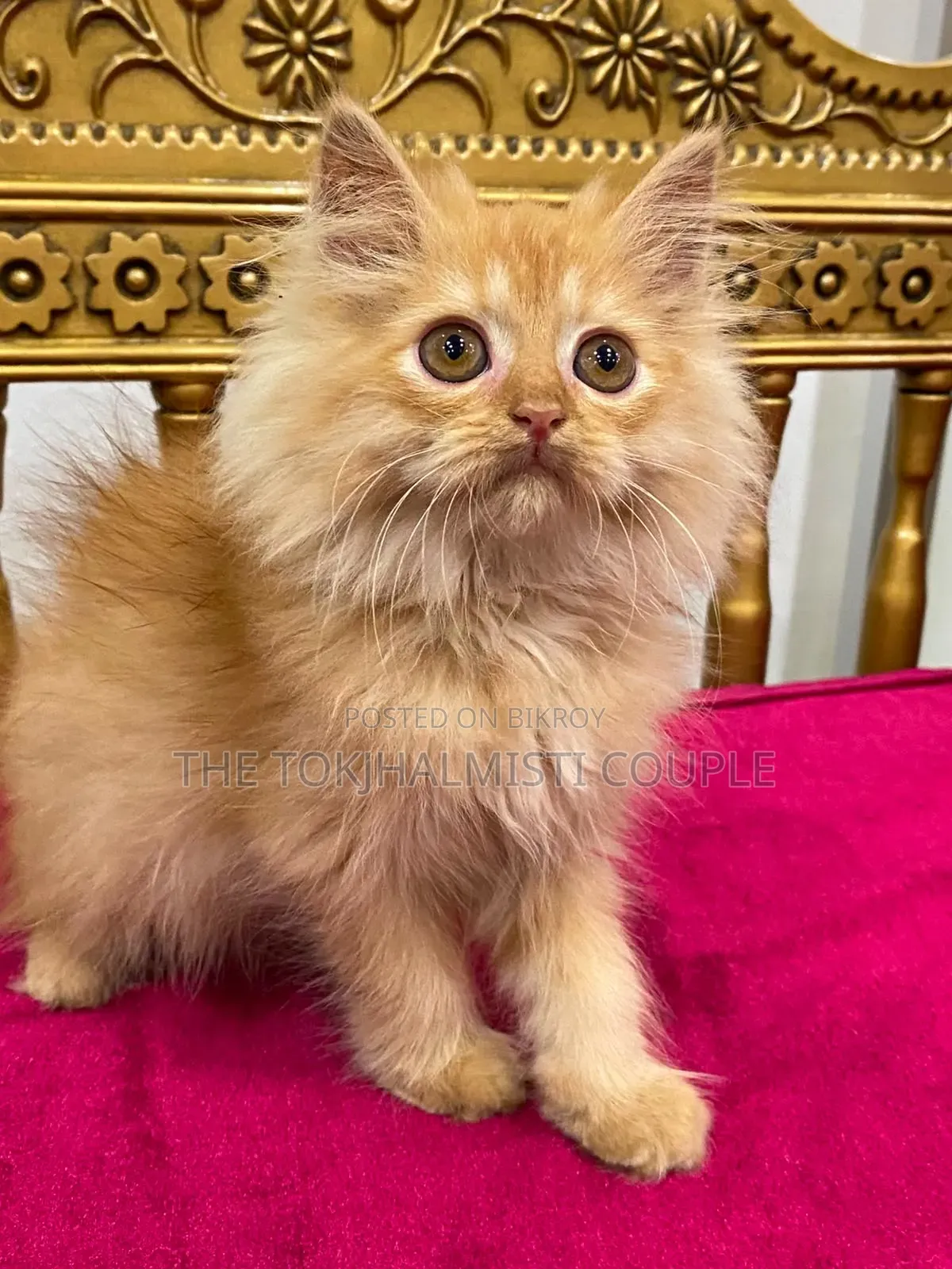 1-3 Months Female Purebred Persian Kitten