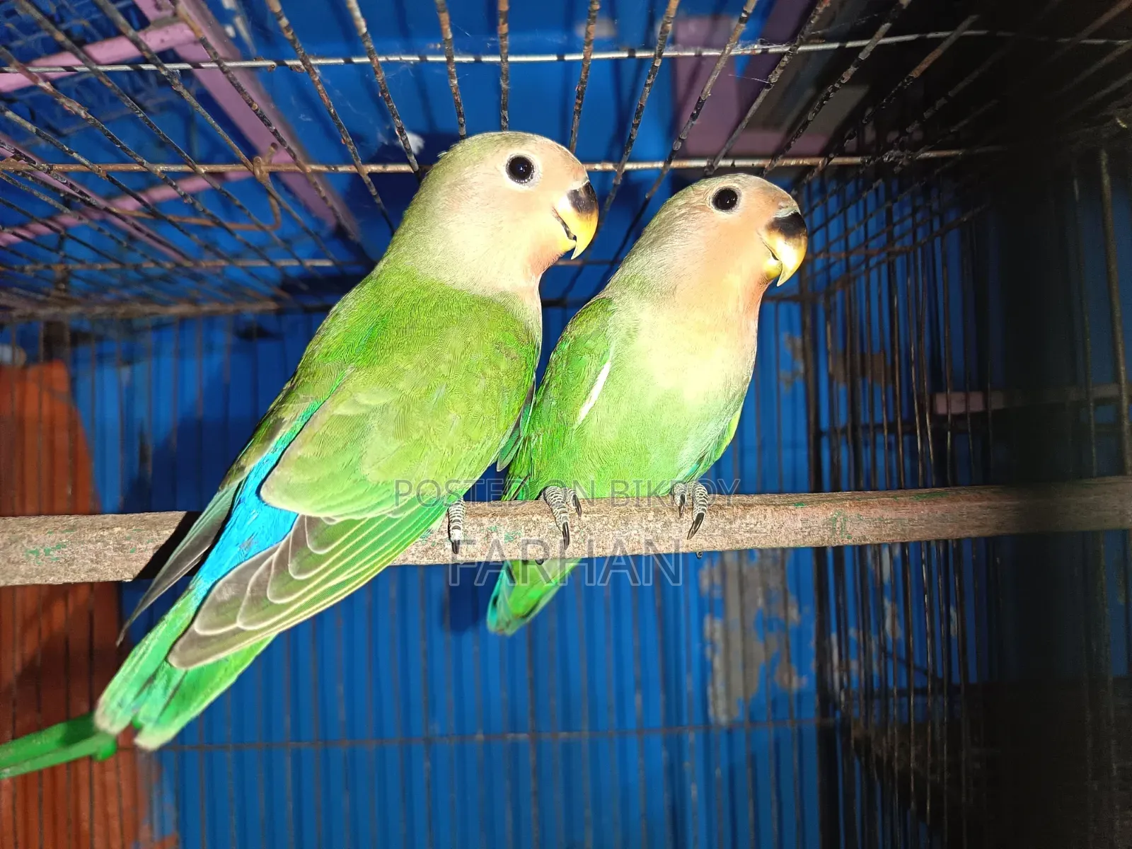 Rossy Face Split Opaline Love Birds Pair
