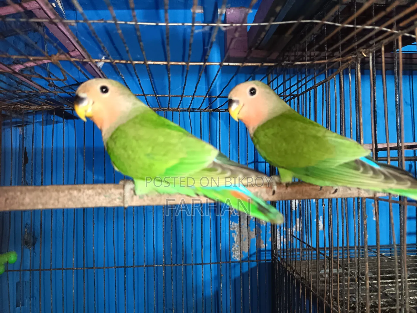 Rossy Face Split Opaline Love Birds Pair