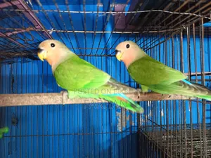 Rossy Face Split Opaline Love Birds Pair