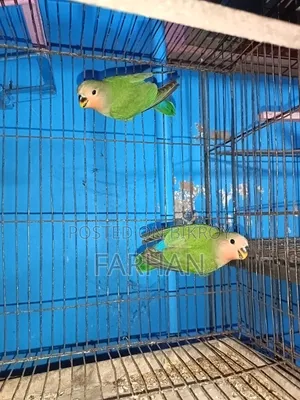 Rossy Face Split Opaline Love Birds Pair