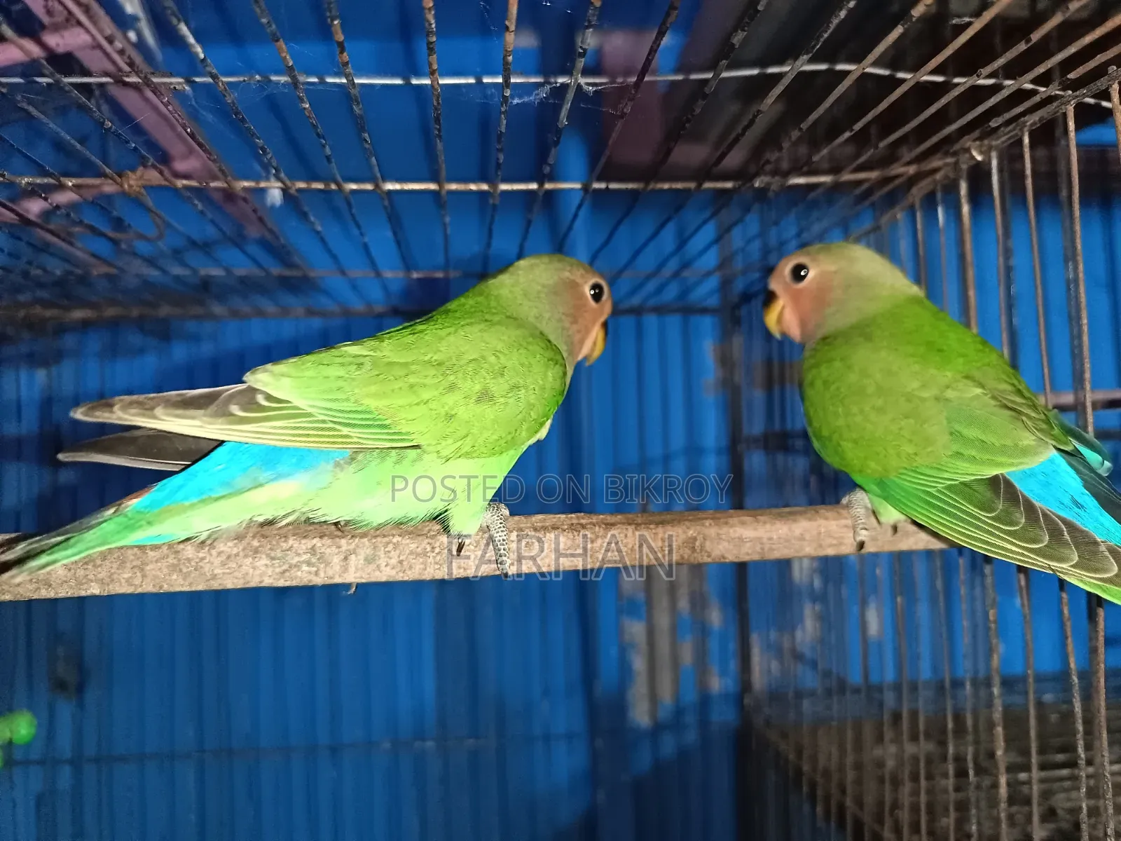 Rossy Face Split Opaline Love Birds Pair