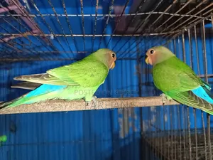 Rossy Face Split Opaline Love Birds Pair