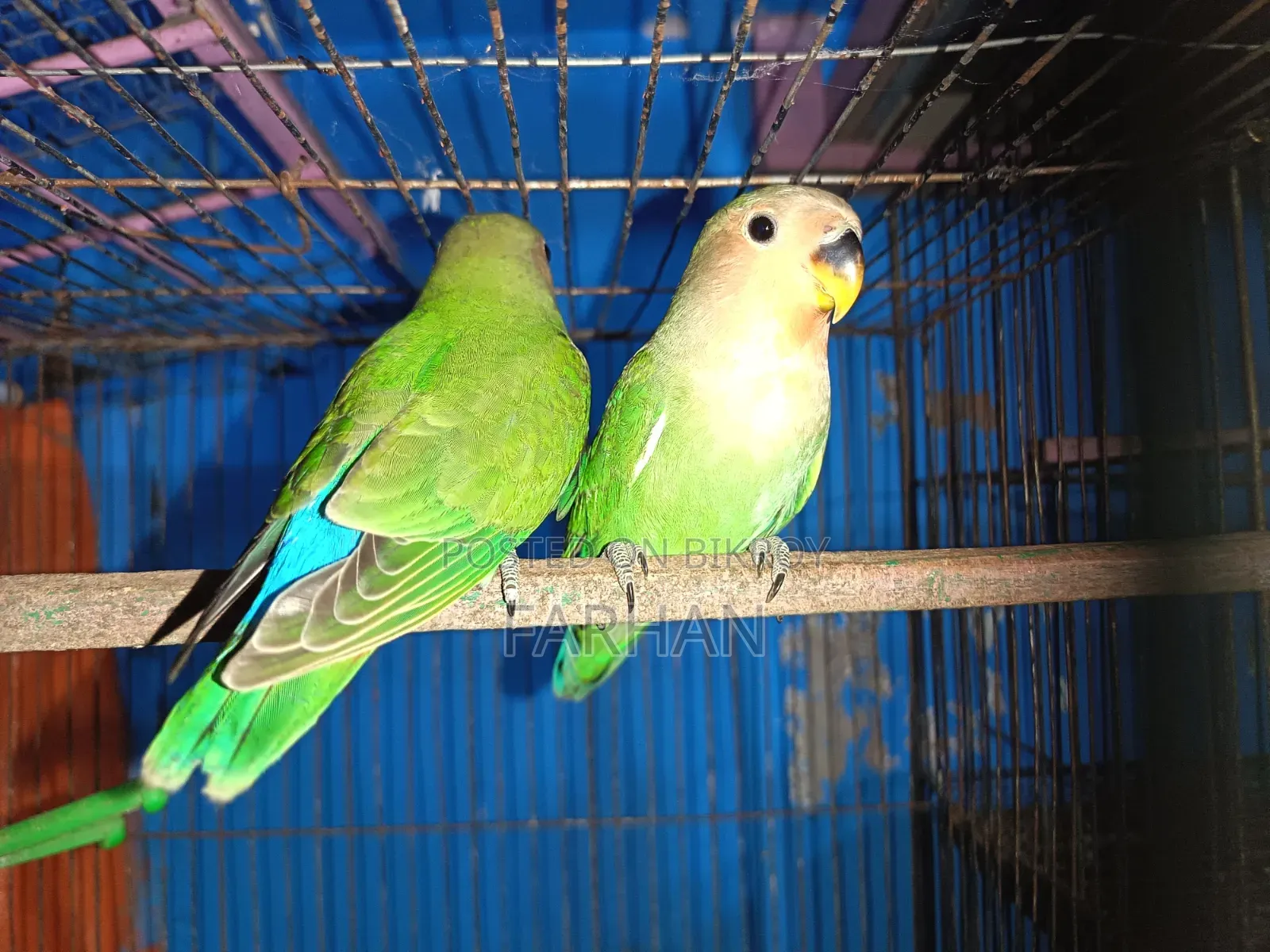 Rossy Face Split Opaline Love Birds Pair
