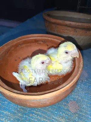 Red Head Lutino Opaline Tame Size Love Bird Babies