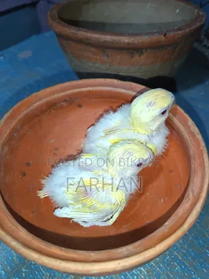 Red Head Lutino Opaline Tame Size Love Bird Babies