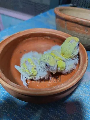Red Head Lutino Opaline Tame Size Love Bird Babies