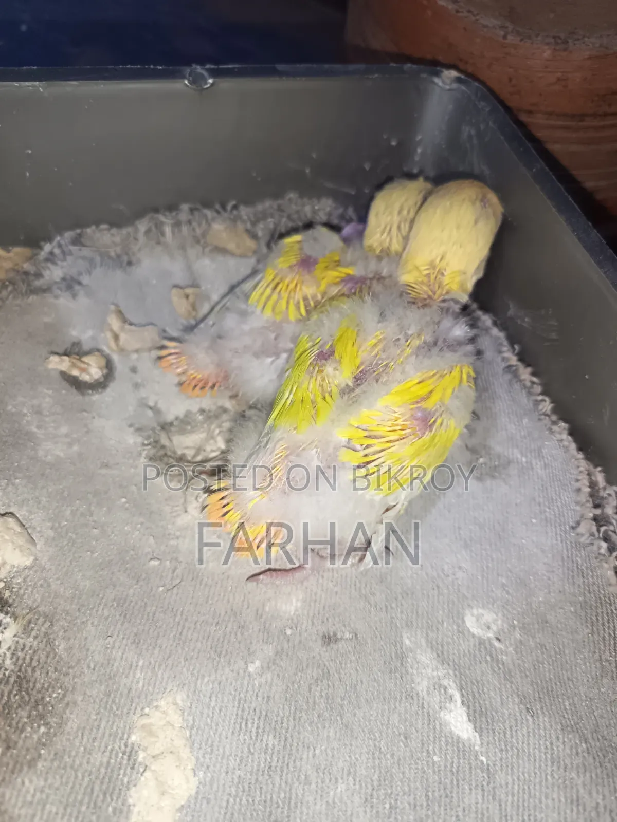 Red Head Lutino Opaline Tame Size Love Bird Babies