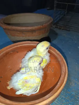 Red Head Lutino Opaline Tame Size Love Bird Babies