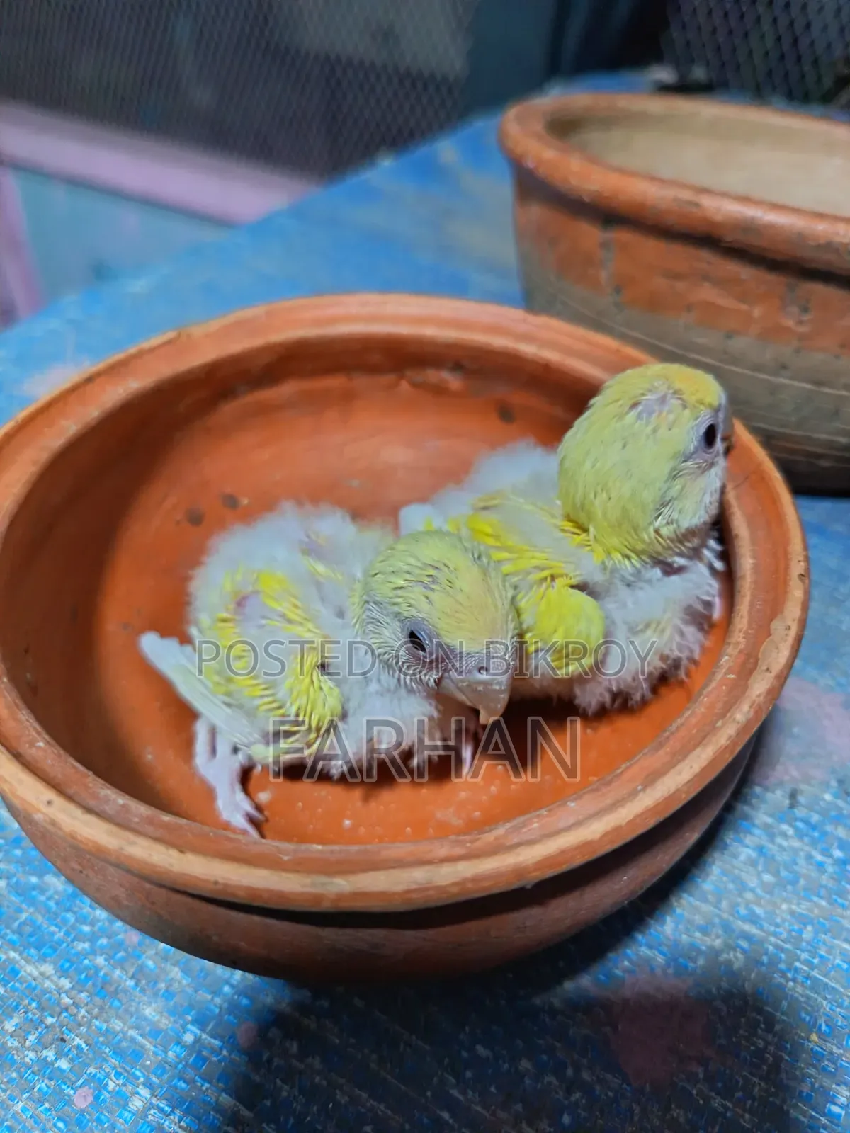 Red Head Lutino Opaline Tame Size Love Bird Babies