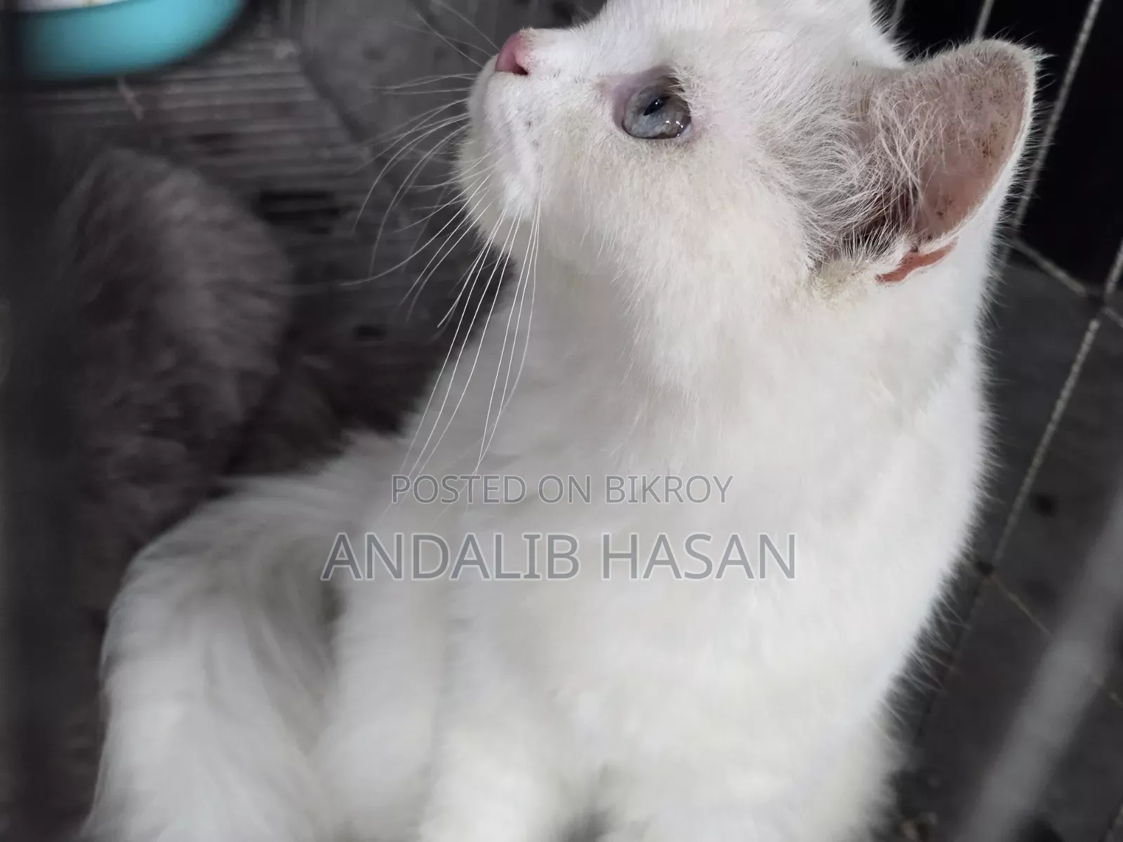 3-6 Months Female Purebred Persian
