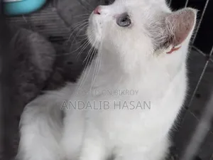 3-6 Months Female Purebred Persian