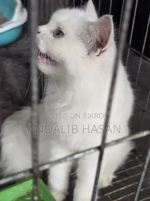 3-6 Months Female Purebred Persian