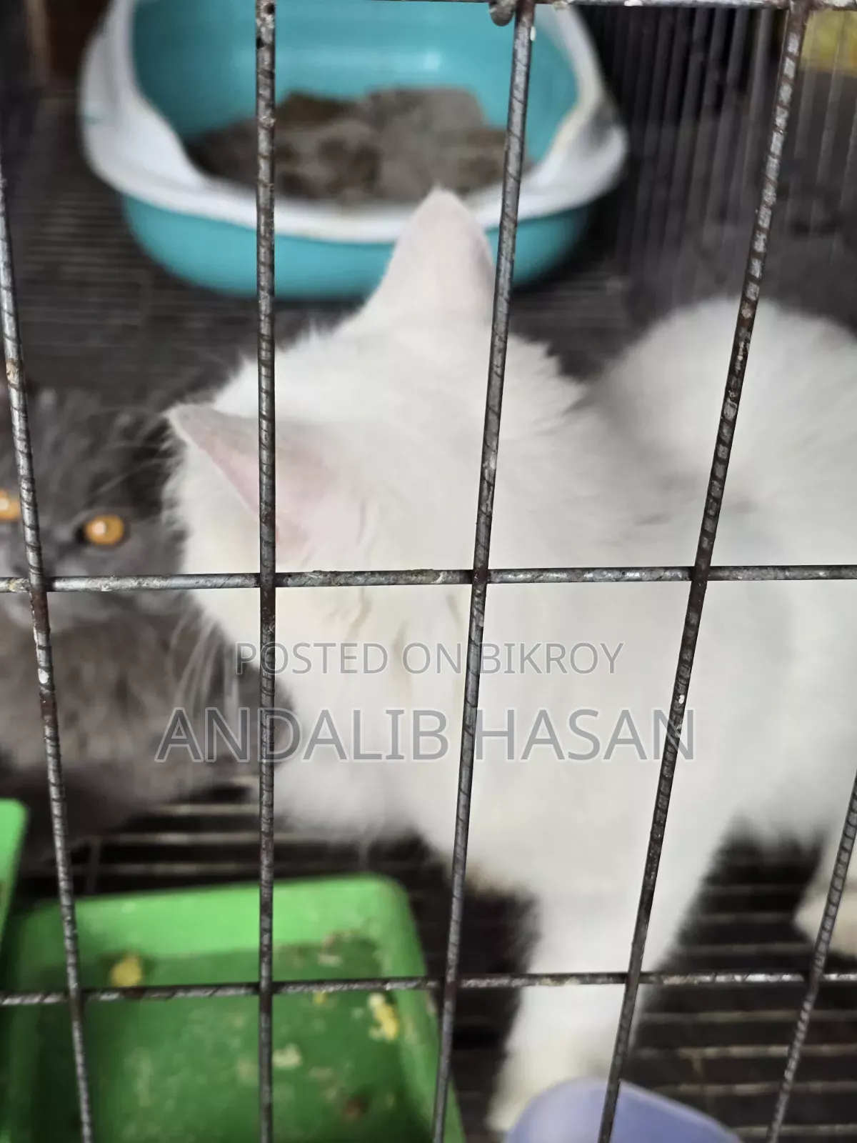 3-6 Months Female Purebred Persian