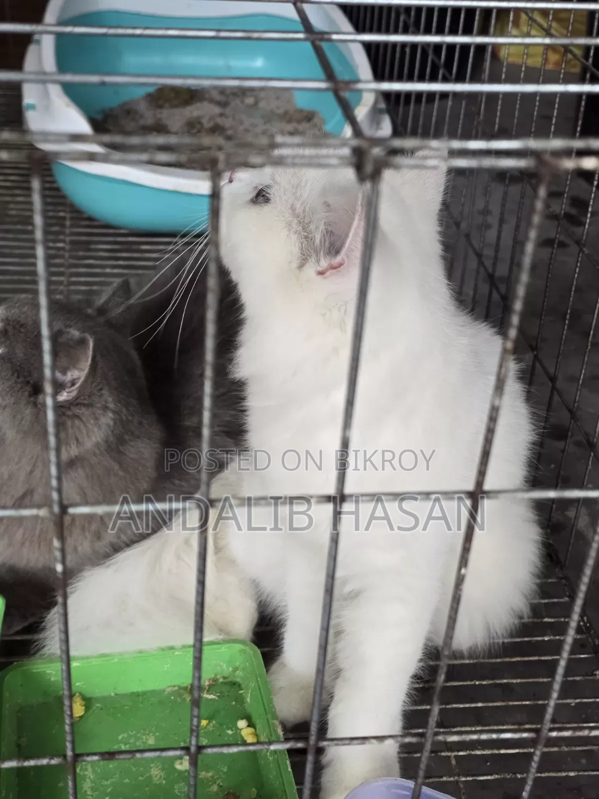 3-6 Months Female Purebred Persian