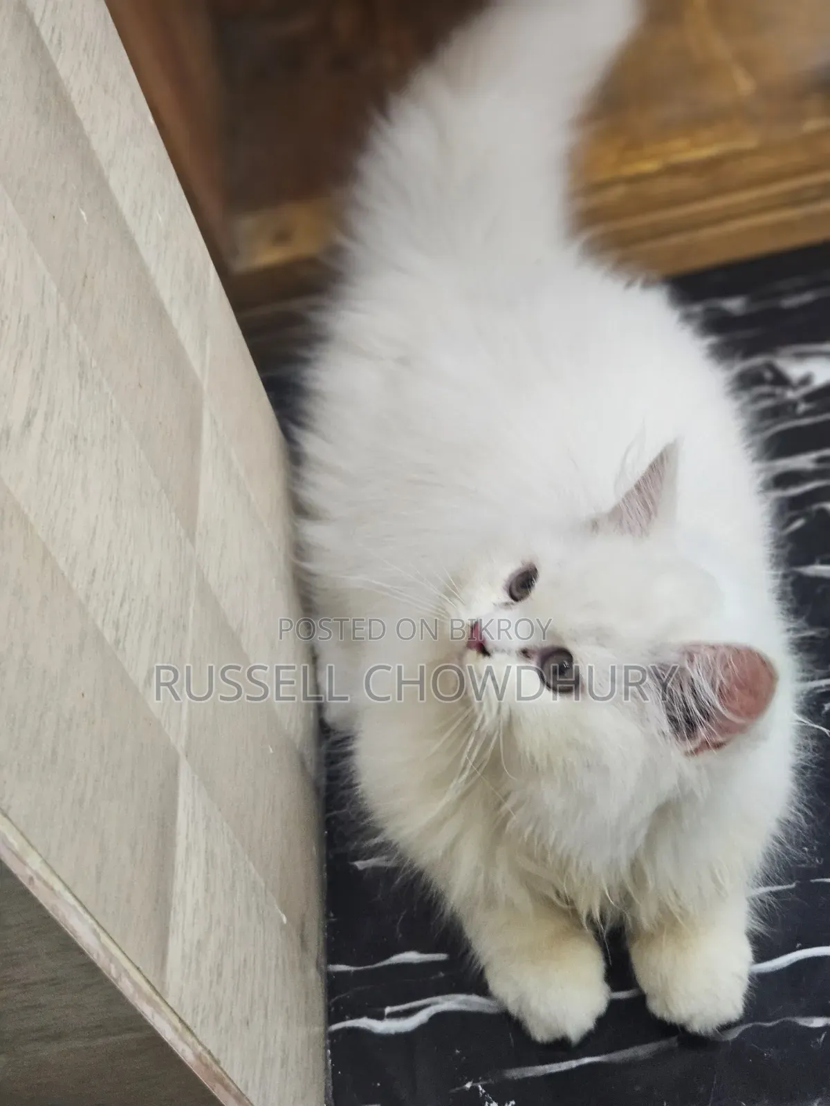 6-12 Months Female Purebred Persian