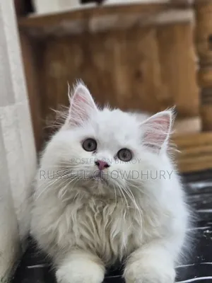 6-12 Months Female Purebred Persian