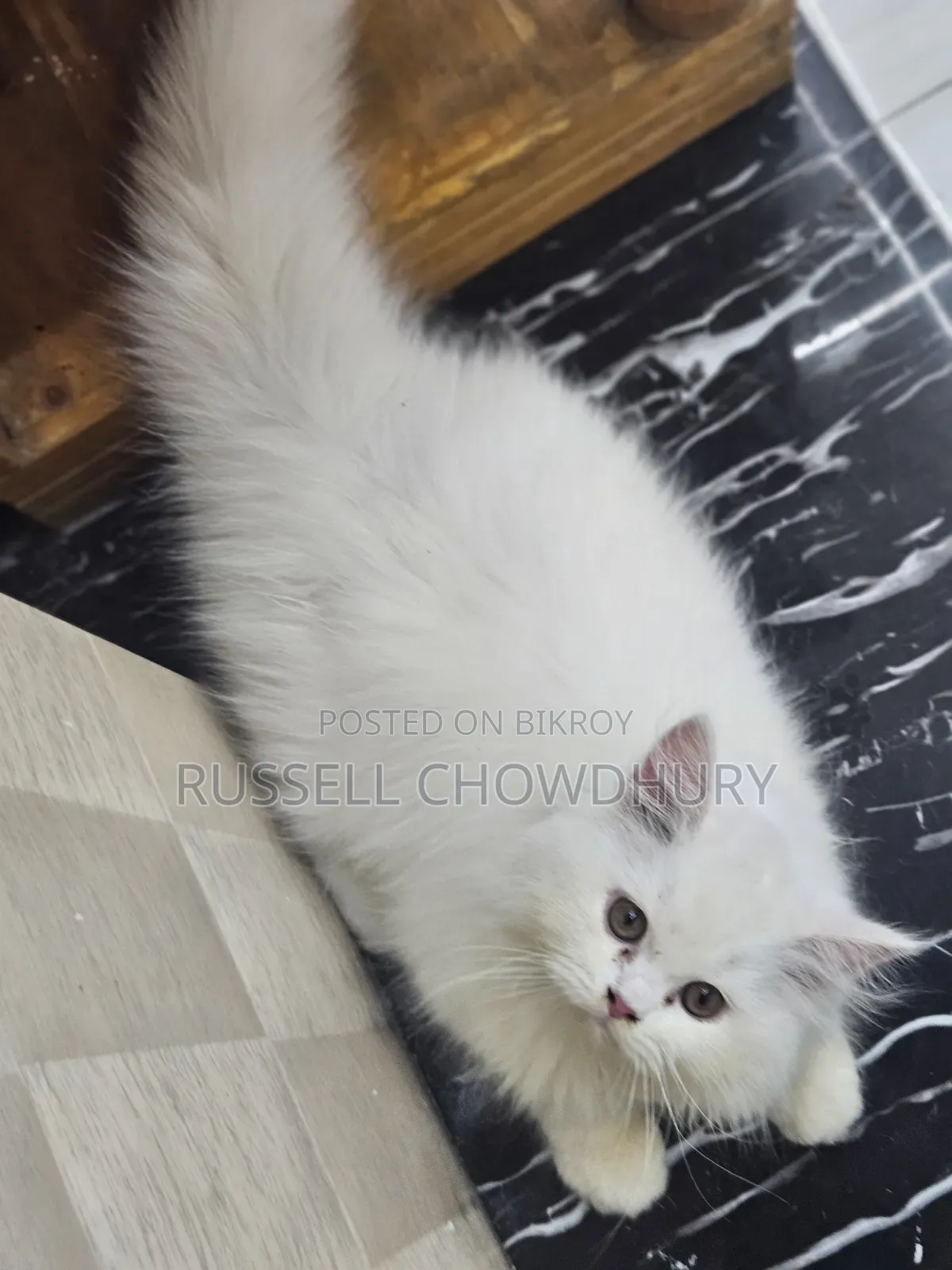 6-12 Months Female Purebred Persian