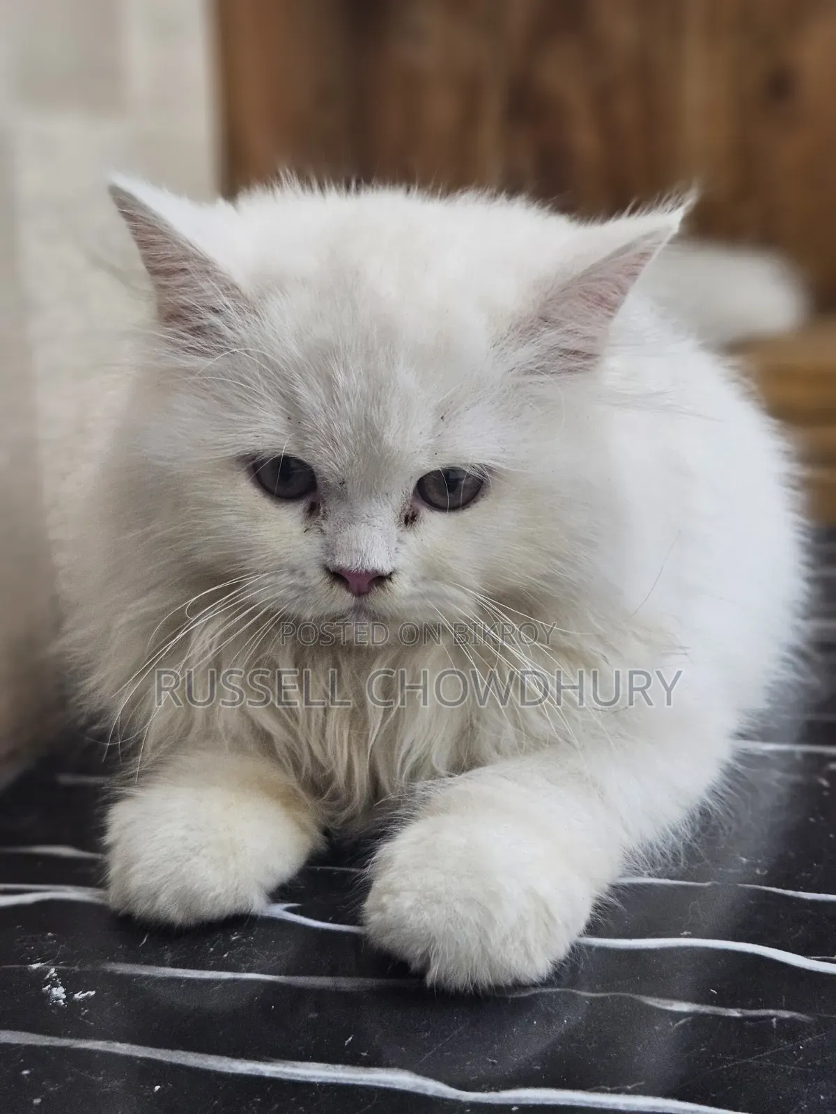 6-12 Months Female Purebred Persian