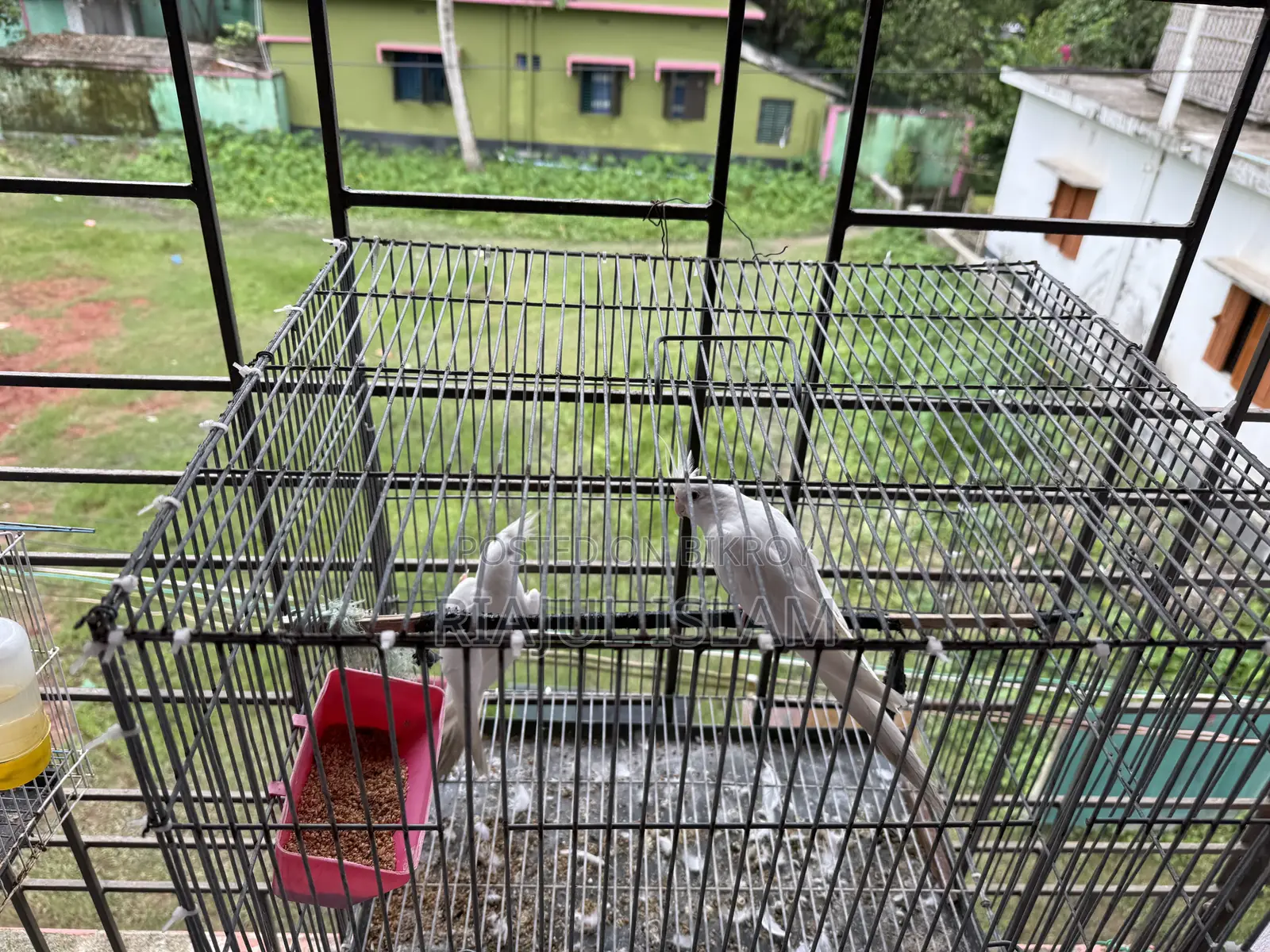 Cockatiel Alvino