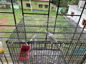 Cockatiel Alvino