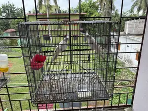 Cockatiel Alvino