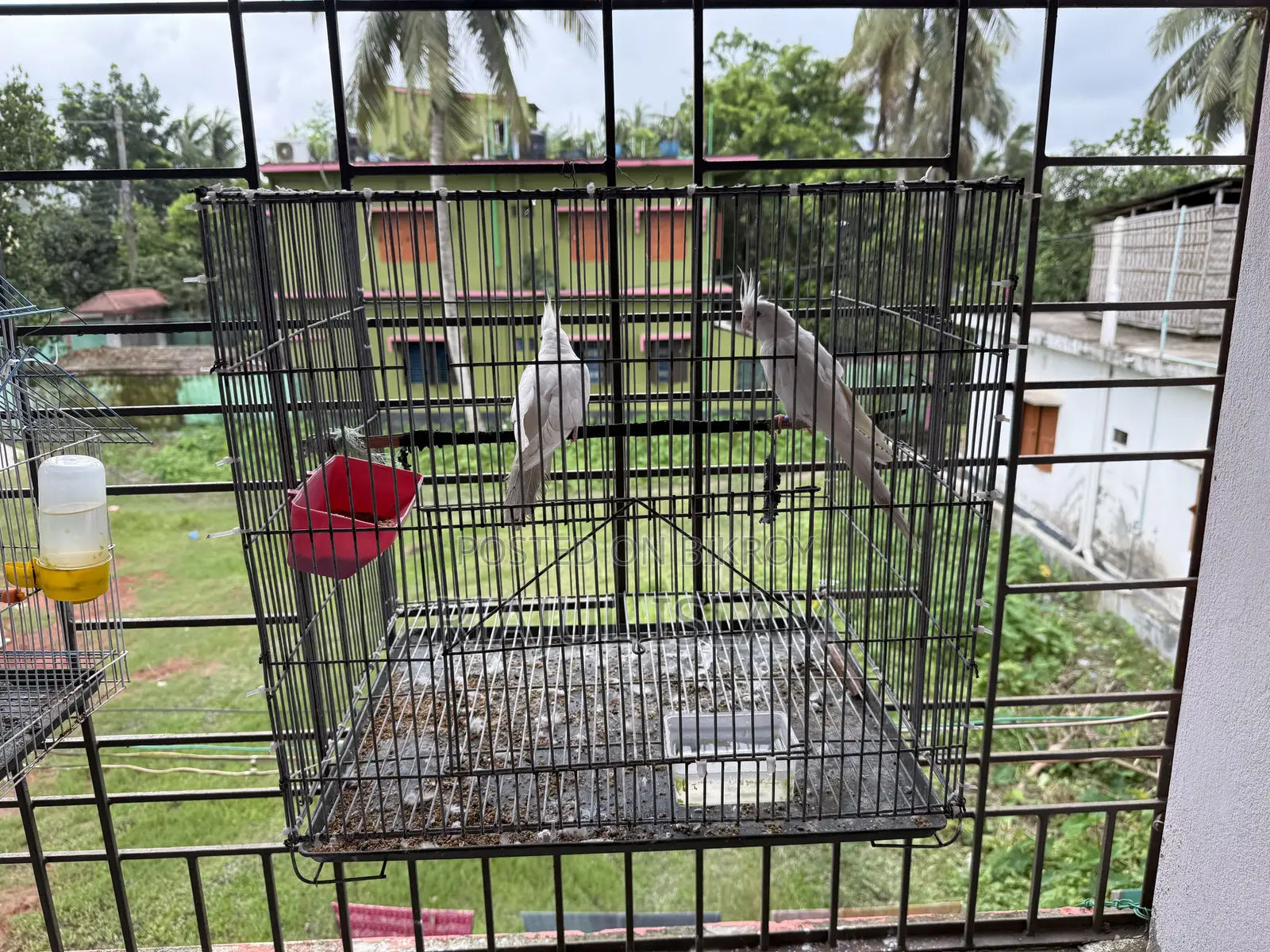 Cockatiel Alvino
