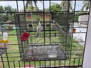 Cockatiel Alvino