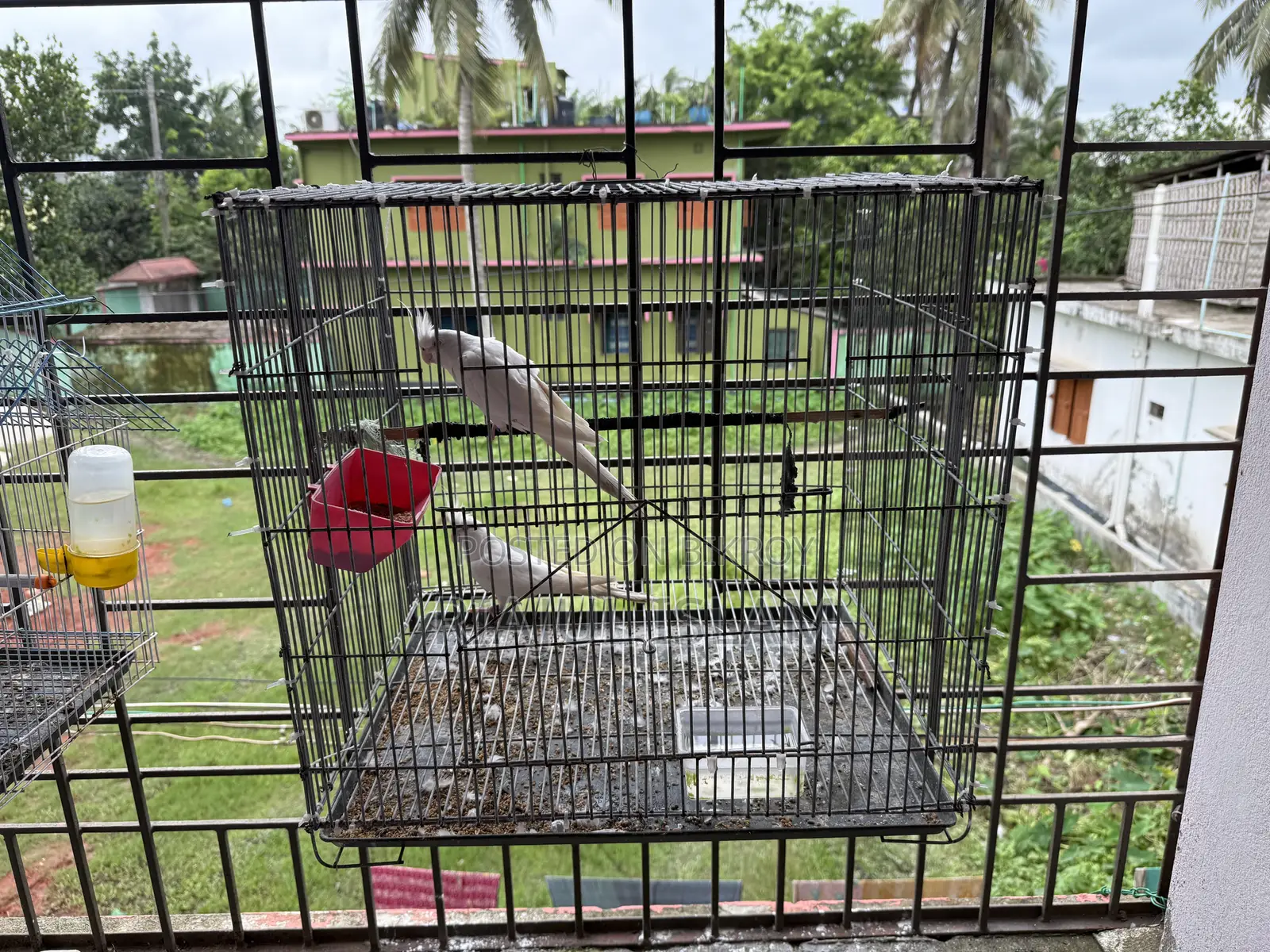 Cockatiel Alvino