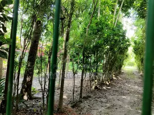 বান্দুরা দেওতলা
