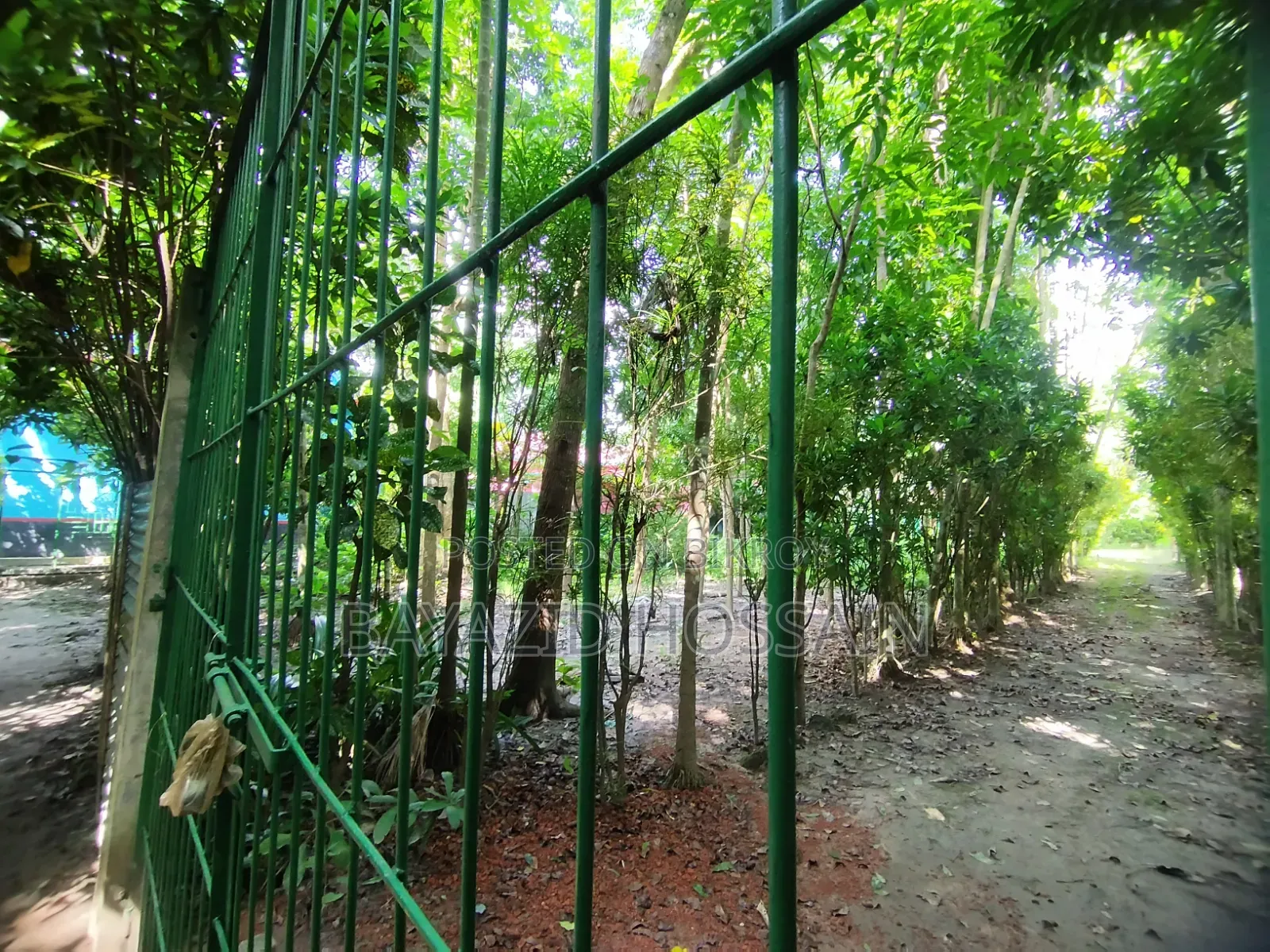 বান্দুরা দেওতলা