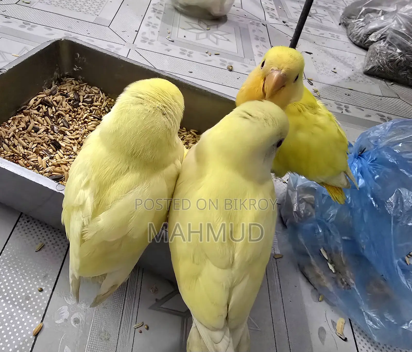 ক্রিমিনো লুটিনো লাভ বার্ড টেম সাইজ বেবি