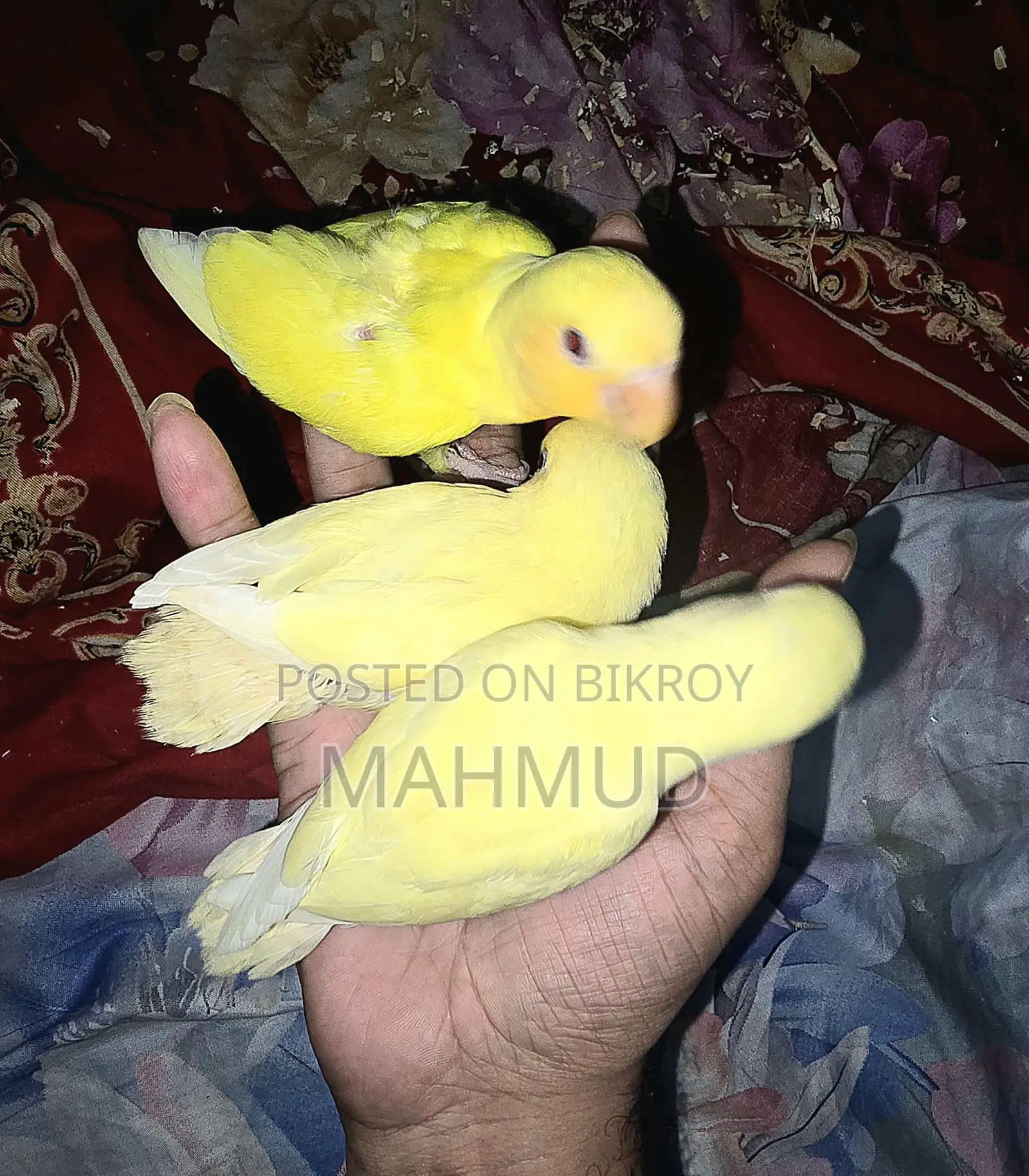 ক্রিমিনো লুটিনো লাভ বার্ড টেম সাইজ বেবি