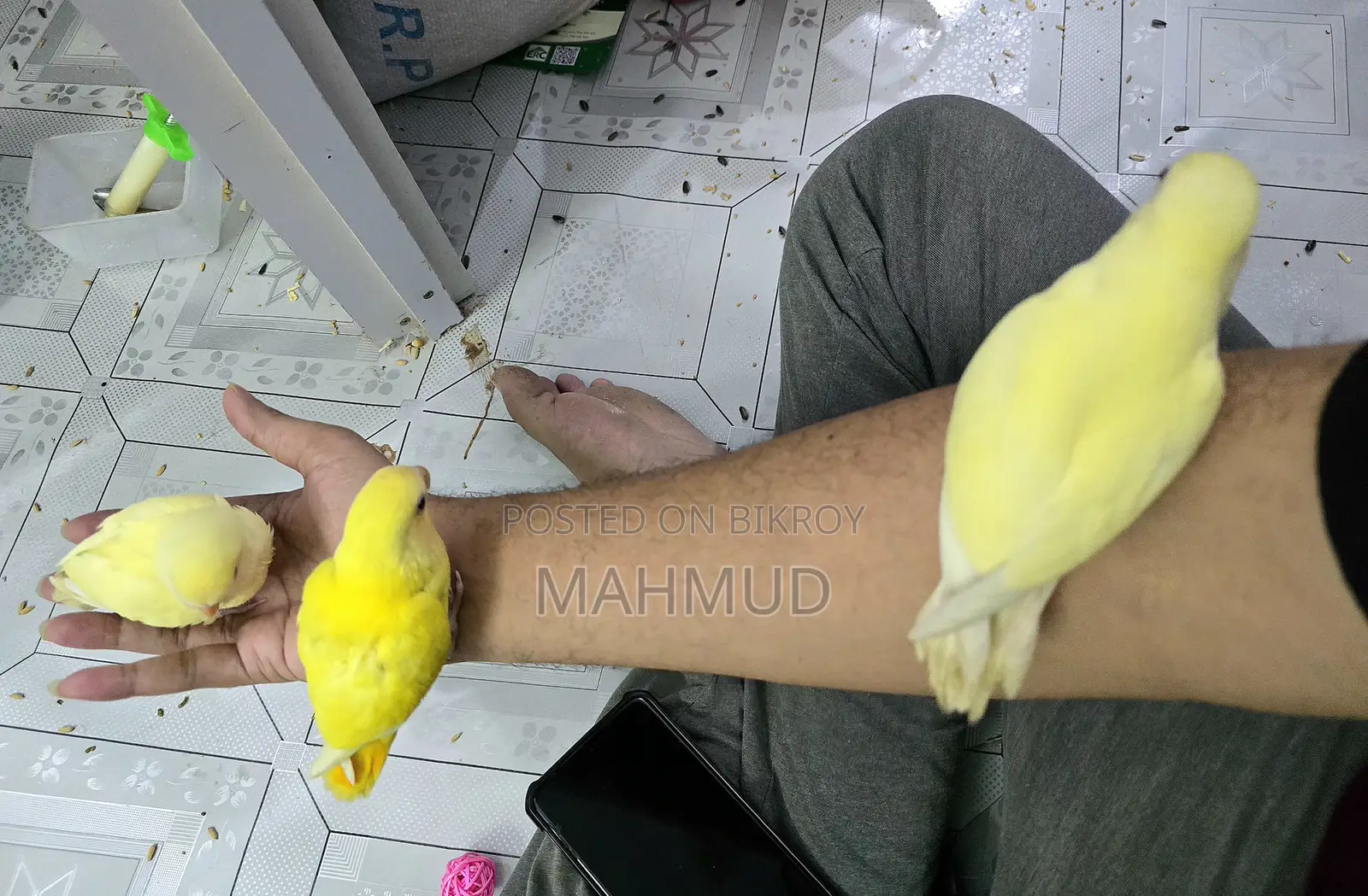 ক্রিমিনো লুটিনো লাভ বার্ড টেম সাইজ বেবি