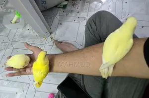 ক্রিমিনো লুটিনো লাভ বার্ড টেম সাইজ বেবি