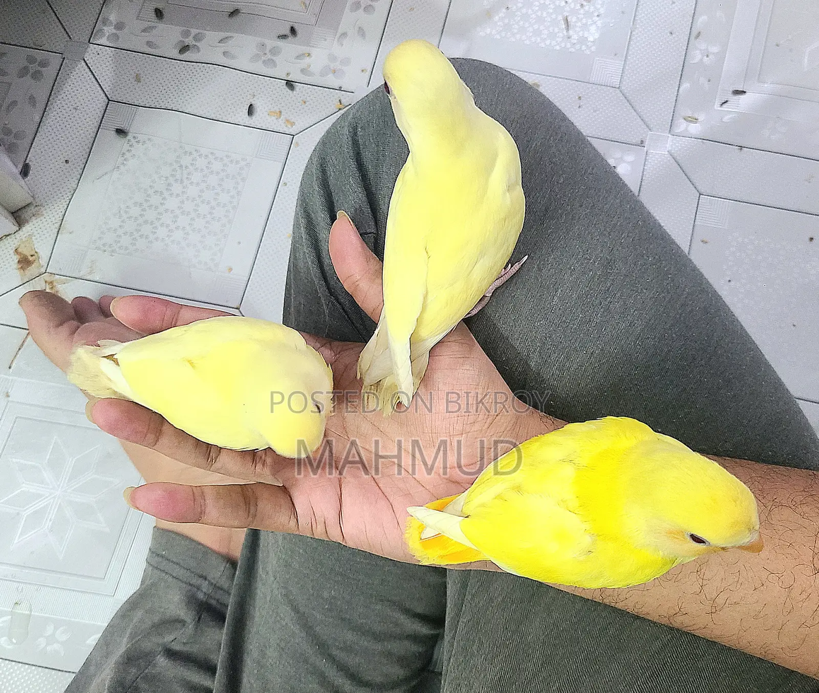 ক্রিমিনো লুটিনো লাভ বার্ড টেম সাইজ বেবি