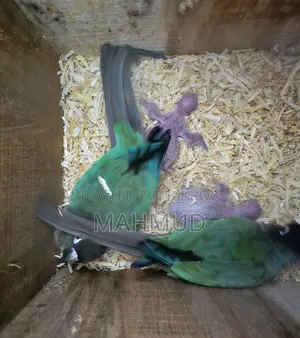 ব্লু কনুর ব্রিডিং পেয়ার বাচ্চা সহ