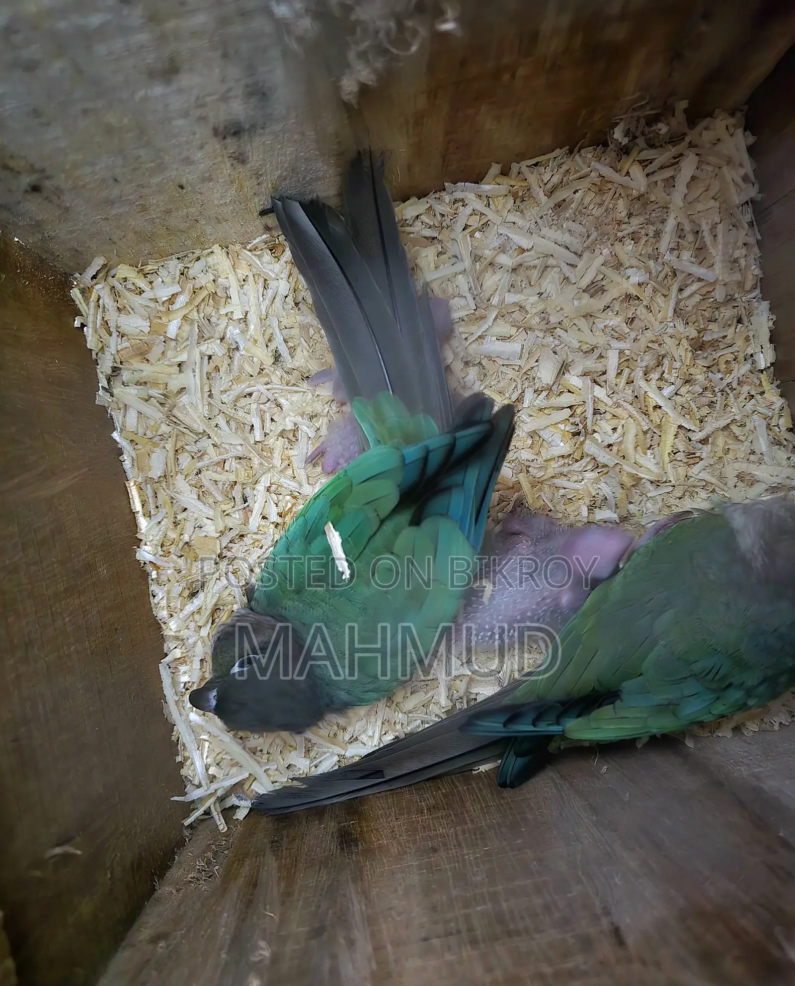 ব্লু কনুর ব্রিডিং পেয়ার বাচ্চা সহ