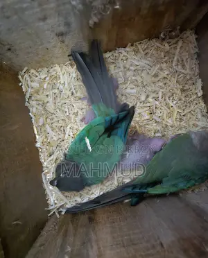 ব্লু কনুর ব্রিডিং পেয়ার বাচ্চা সহ