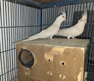 এলবিনো ককাটেল মাস্টার পেয়ার