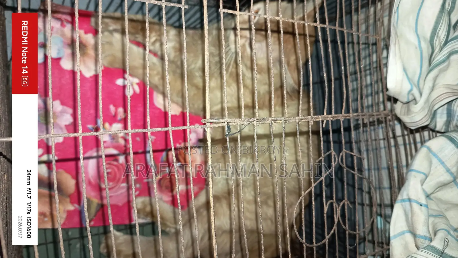 1+ Year Male Purebred Persian Cat