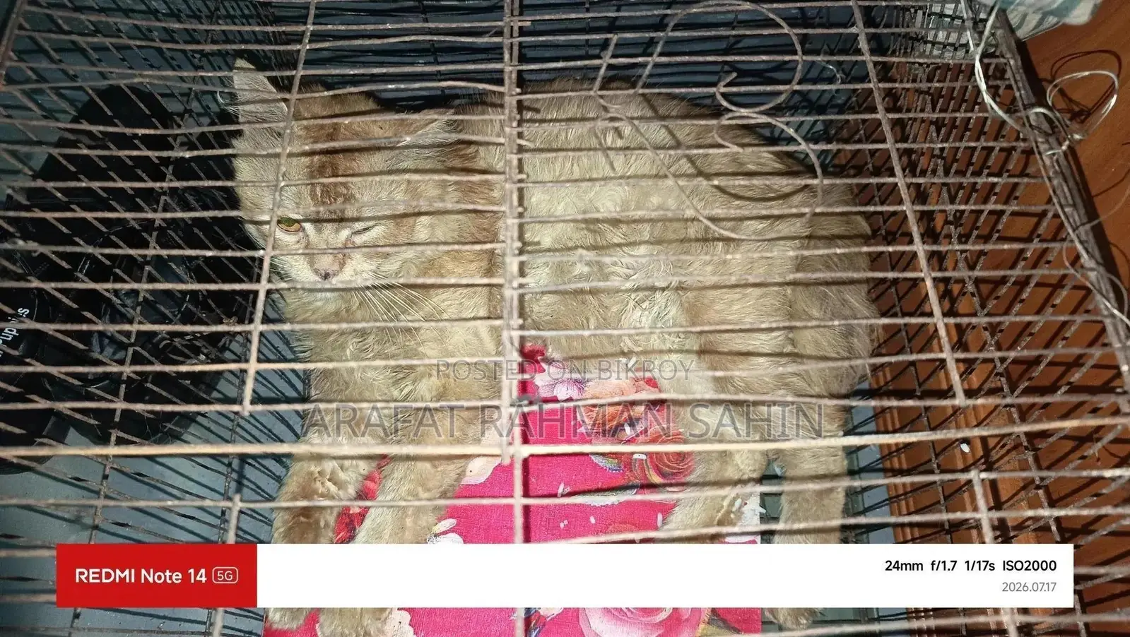 1+ Year Male Purebred Persian Cat